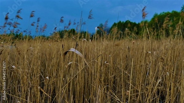 Fototapeta Reeds on the lake. Spring and blue sky
