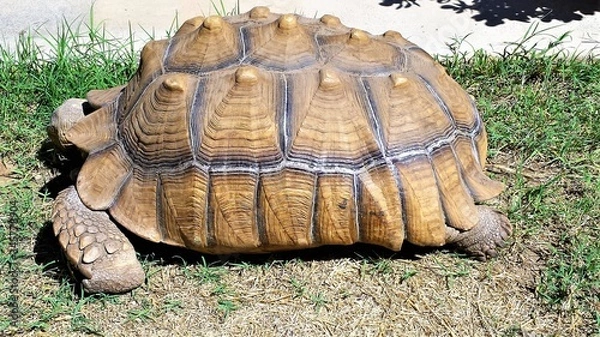 Fototapeta large tortoise on the ground