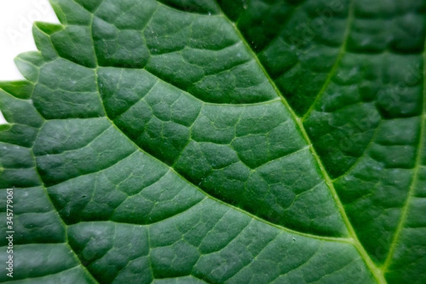 Obraz green leaf macro close up