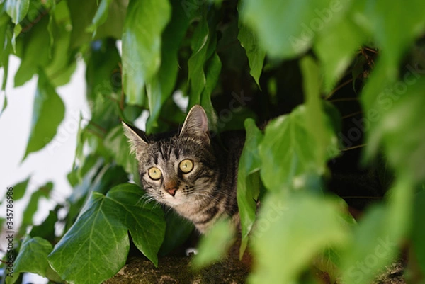 Fototapeta Gata observes the deconfinement between ivy on a wall.