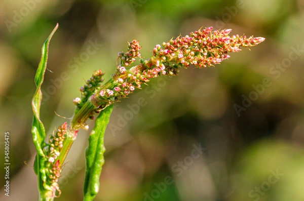 Fototapeta Rumex crispus