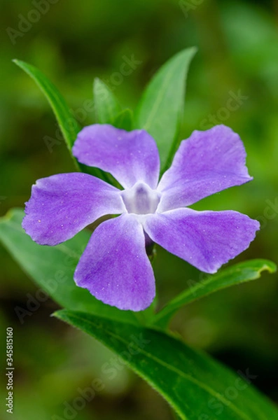 Fototapeta vinca major
