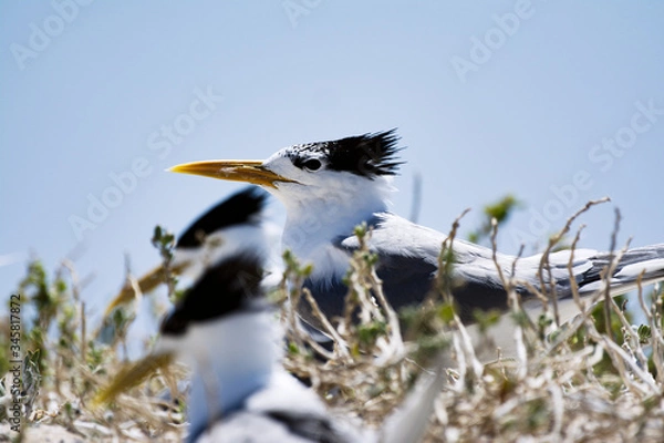 Obraz Crested Tern portrait