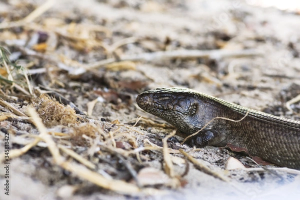 Obraz King Skink on sand