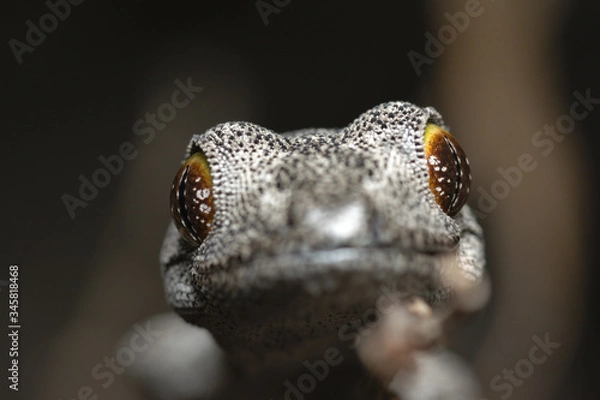 Obraz Close up of Soft Spiny-tailed Gecko