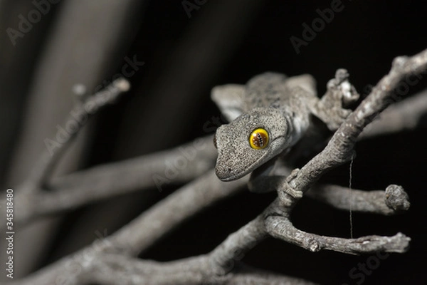 Obraz Soft Spiny-tailed Gecko on a tree