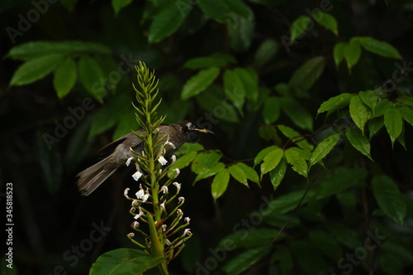 Obraz Bridled Honeyeater
