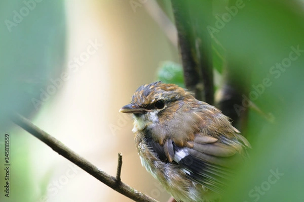 Obraz Grey-headed Robin in tree