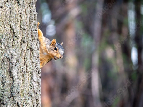 Obraz squirrel on a tree with a nut