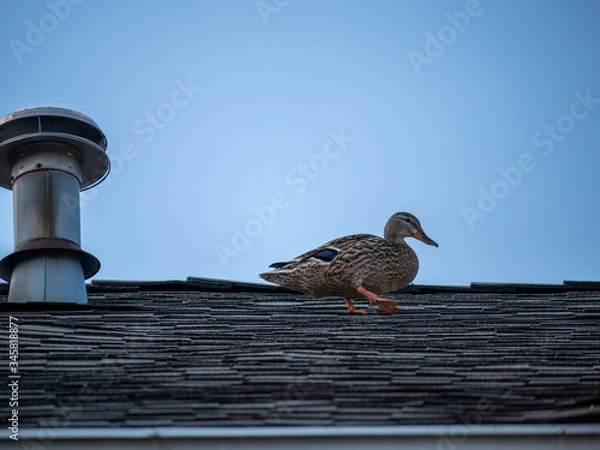 Obraz duck on a roof