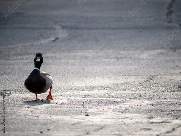 Obraz duck on the road