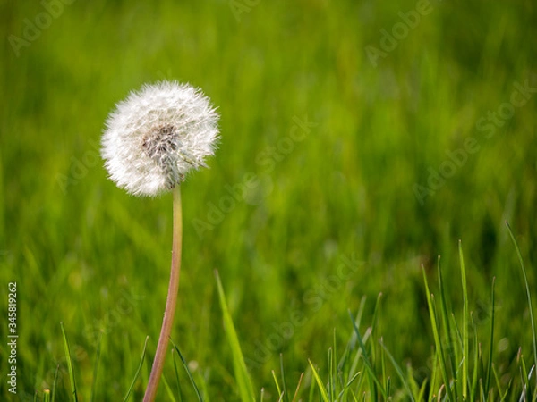 Obraz dandelion on green grass