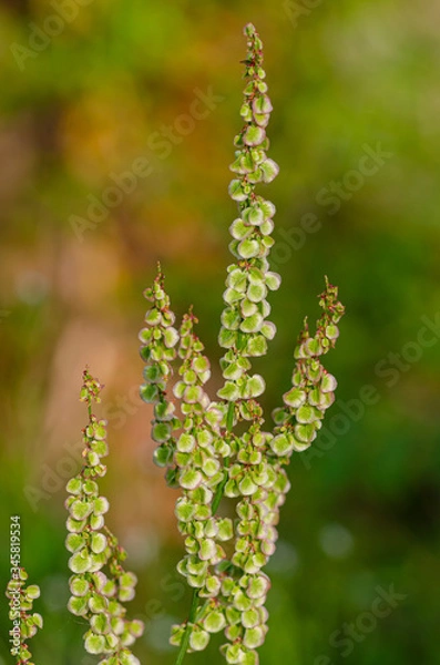 Fototapeta Rumex crispus