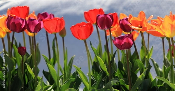 Obraz Czerwone i żółte tulipany