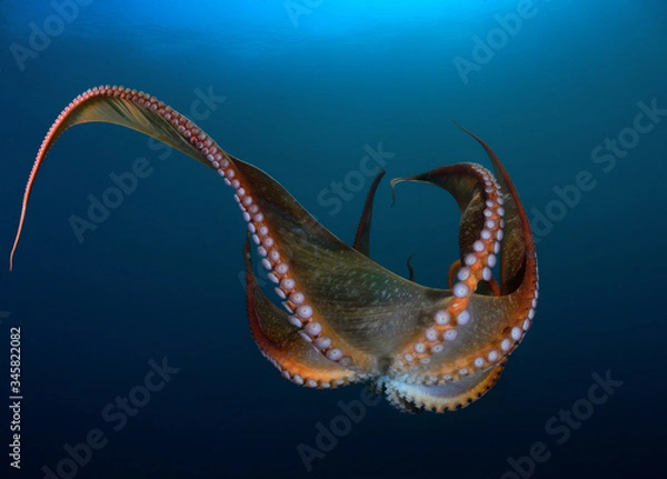 Obraz The Giant octopus Dofleini.