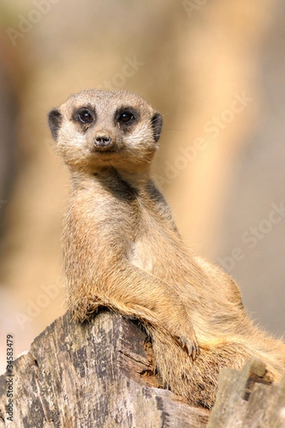 Obraz Ermännchen chillt im Sessel