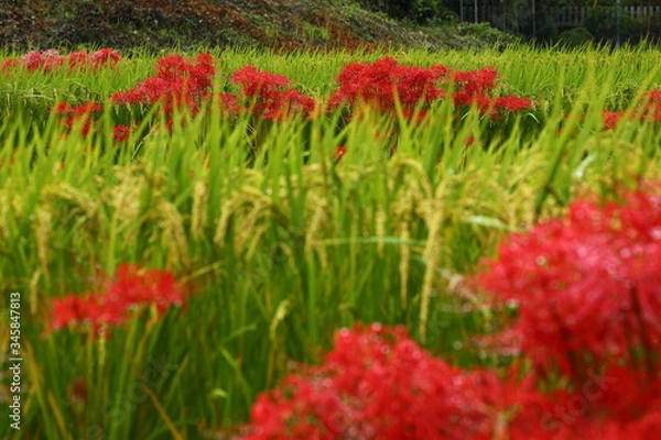 Fototapeta 
 彼岸花_一言主神社 