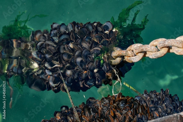 Obraz anchor chain with plenty of mussels underwater and filtering water
