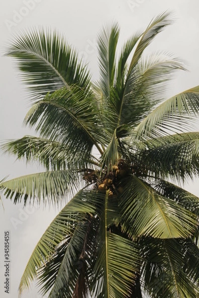Fototapeta King coconut tree