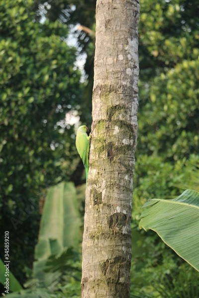 Obraz green tree trunk