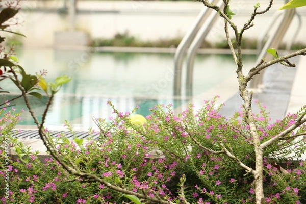 Obraz flowers in the garden