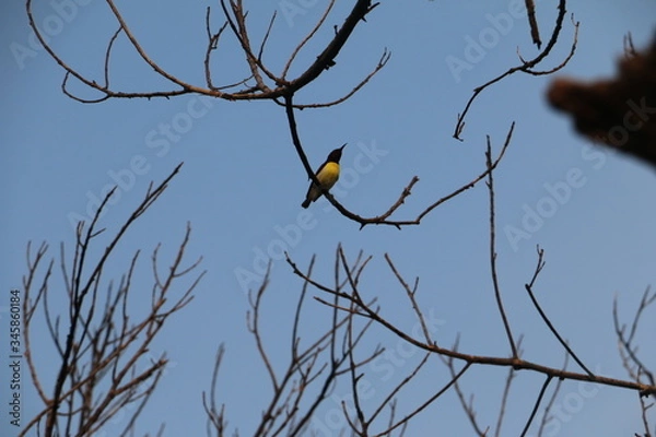Obraz yellow bird on a tree