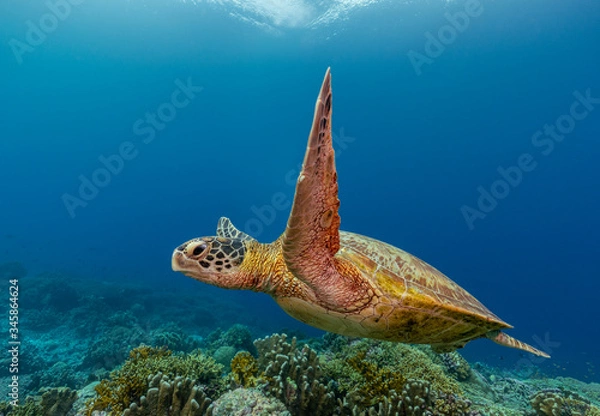 Obraz Green sea turtle swims over a colorful reef with healthy hard corals