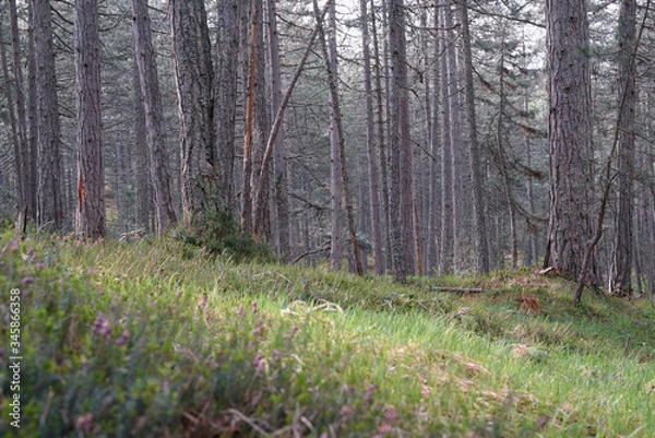 Obraz Green pine forest nature.