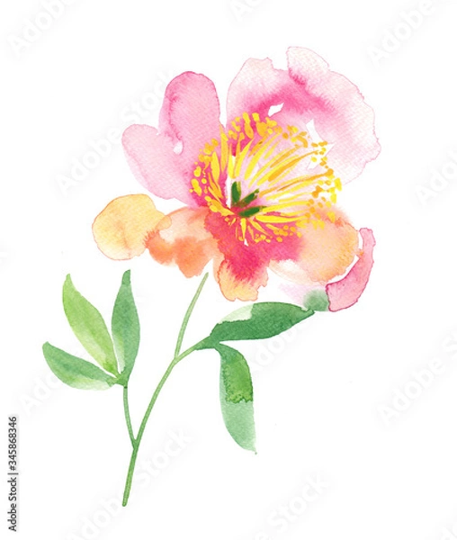 Obraz Romantic single stem peony painted 