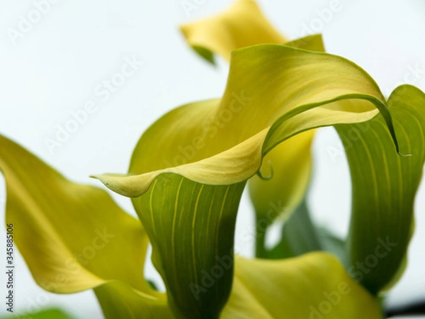 Fototapeta カラー