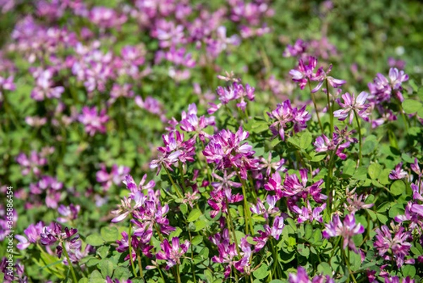 Fototapeta 満開のレンゲ