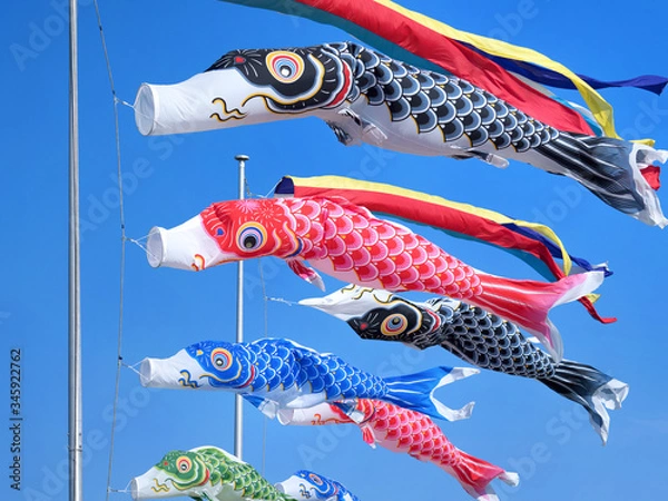 Fototapeta 鯉のぼり