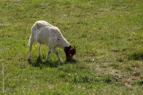 Fototapeta Goat - brown and white, grazing on spring meadow during sunny spring day. Brown head.