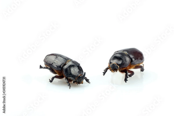 Fototapeta Close-up of a rhinoceros beetle separated on a white background. Female and male of the European rhinoceros beetle (Oryctes nasicornis)