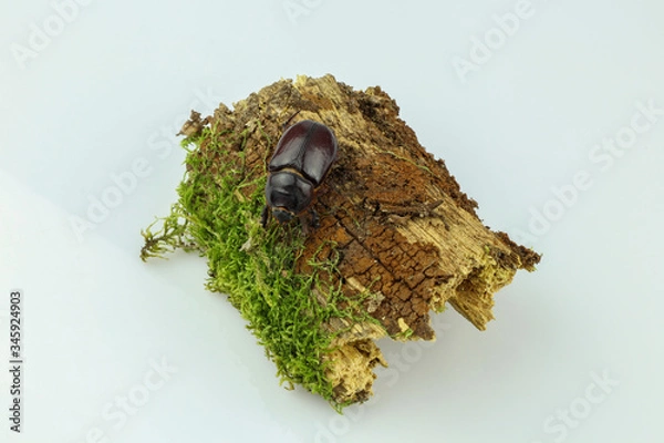 Fototapeta Close-up of a rhinoceros beetle on wood overgrown with moss separated on a white background. Female of the European rhinoceros beetle (Oryctes nasicornis)