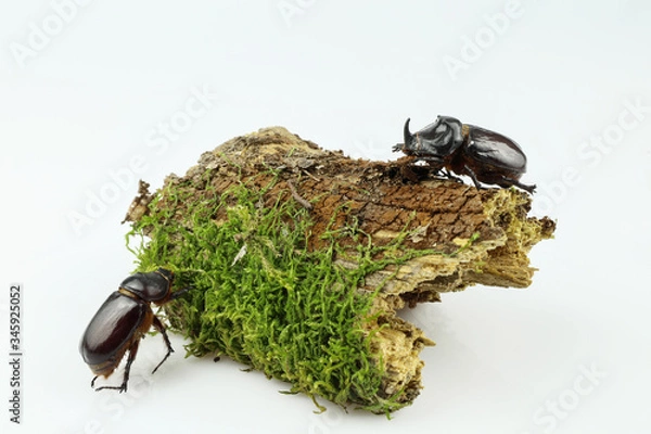 Fototapeta Close-up of a pair of rhinoceros beetle on wood overgrown with moss separated on a white background. Female and male of the European rhinoceros beetle (Oryctes nasicornis)