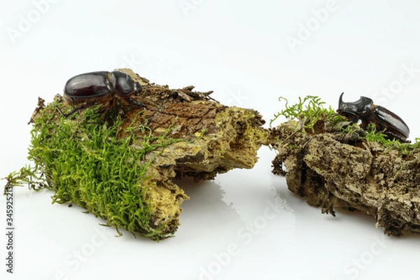 Fototapeta Close-up of a pair of rhinoceros beetle on wood overgrown with moss separated on a white background. Female and male of the European rhinoceros beetle (Oryctes nasicornis)