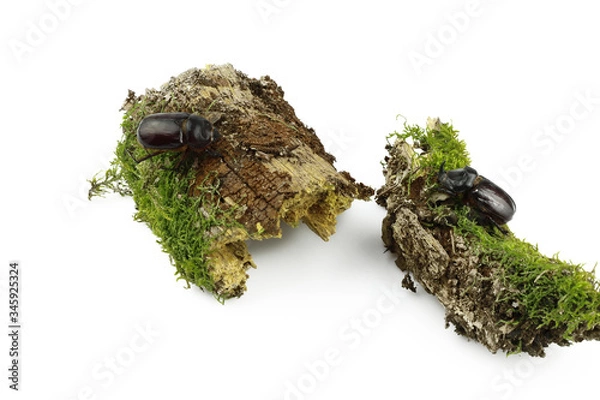 Fototapeta Close-up of a pair of rhinoceros beetle on wood overgrown with moss separated on a white background. Female and male of the European rhinoceros beetle (Oryctes nasicornis)