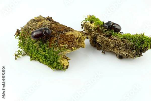 Fototapeta Close-up of a pair of rhinoceros beetle on wood overgrown with moss separated on a white background. Female and male of the European rhinoceros beetle (Oryctes nasicornis)