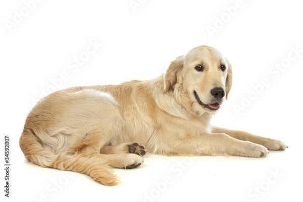 Obraz Golden Retriever