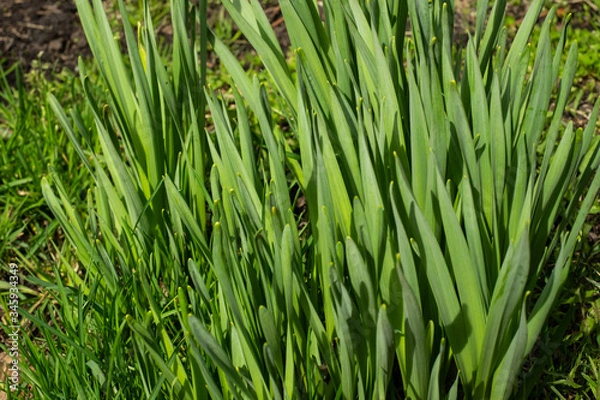 Obraz Grass