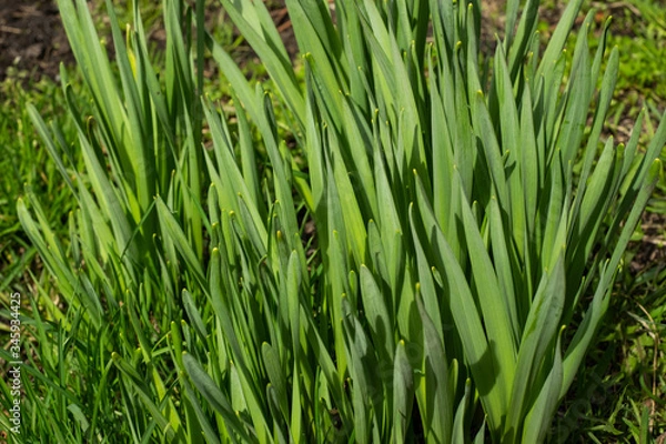 Obraz Grass