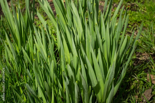 Obraz Grass
