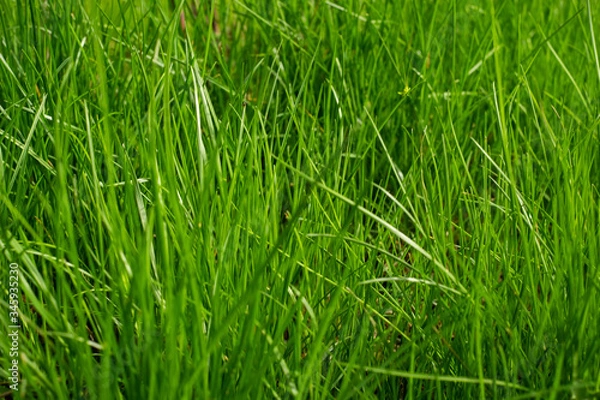 Obraz Grass