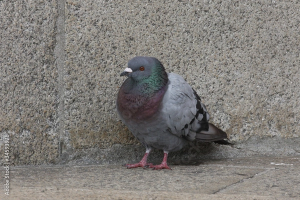 Obraz Pigeon
