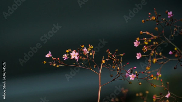 Fototapeta abstract background with flowers