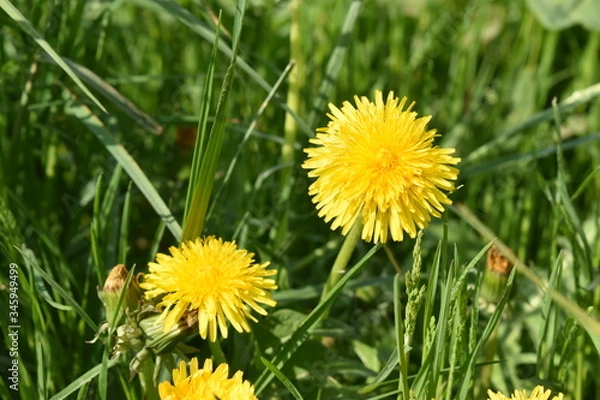 Fototapeta Löwenzahn auf einer Wiese