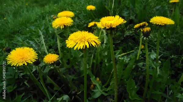 Obraz mniszek lekarski