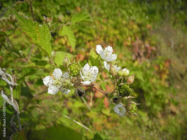 Obraz Blooming wild blackberry. Flowers and green berries on spiny branches.                               