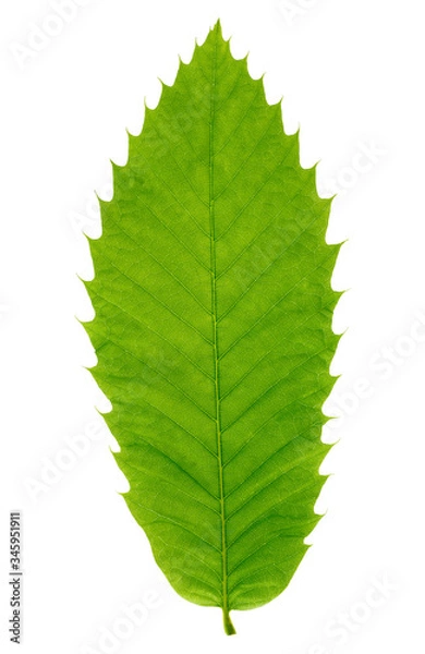 Obraz Close up leaf isolated on a white background